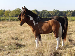 14657313_10210828251133316_3526913388850881370_n