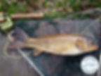 Carp on the Fly