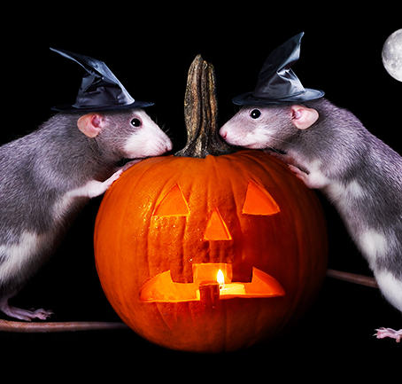 Top tips for a pest-free Halloween!
