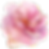 16-abstract-peony-200720240136.png