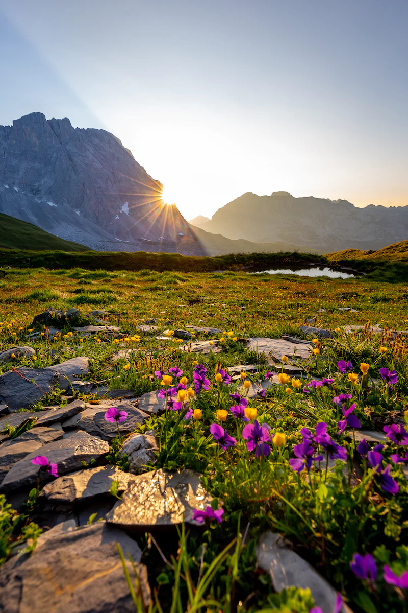 meadow, widlflowers_mountain.webp