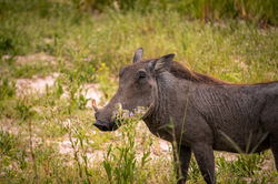 Warthog