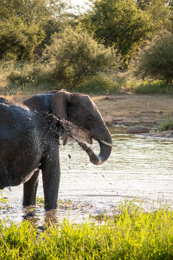 African bush elephant