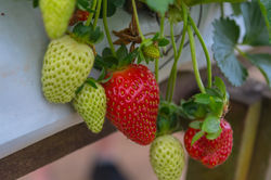 Raju's Hill Strawberry Farm