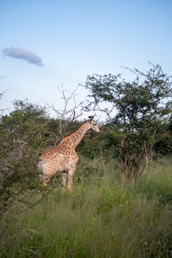 South African Giraffe