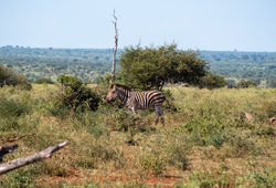 Plains Zebra