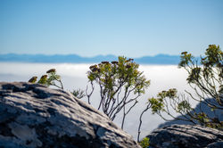Table Mountain