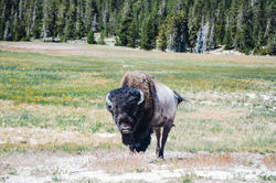 Yellowstone National Park