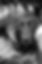 A black and white headshot photo of Indra, a black lab.