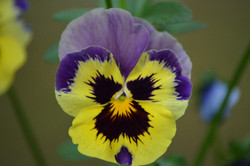 Pretty Pansy