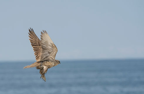 20140226-_DSC7772.jpg