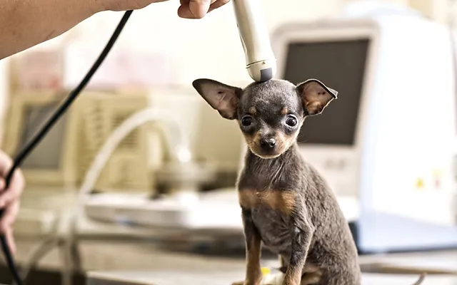 south suburban low cost veterinary services