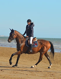 sport équestre