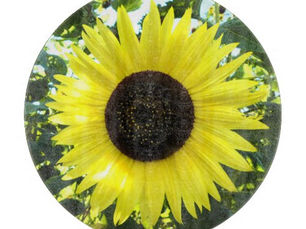 Review Sunflower Sensation Glass Cutting Board