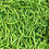 Thumbnail: French green beans used in organic freeze-dried dog treats.