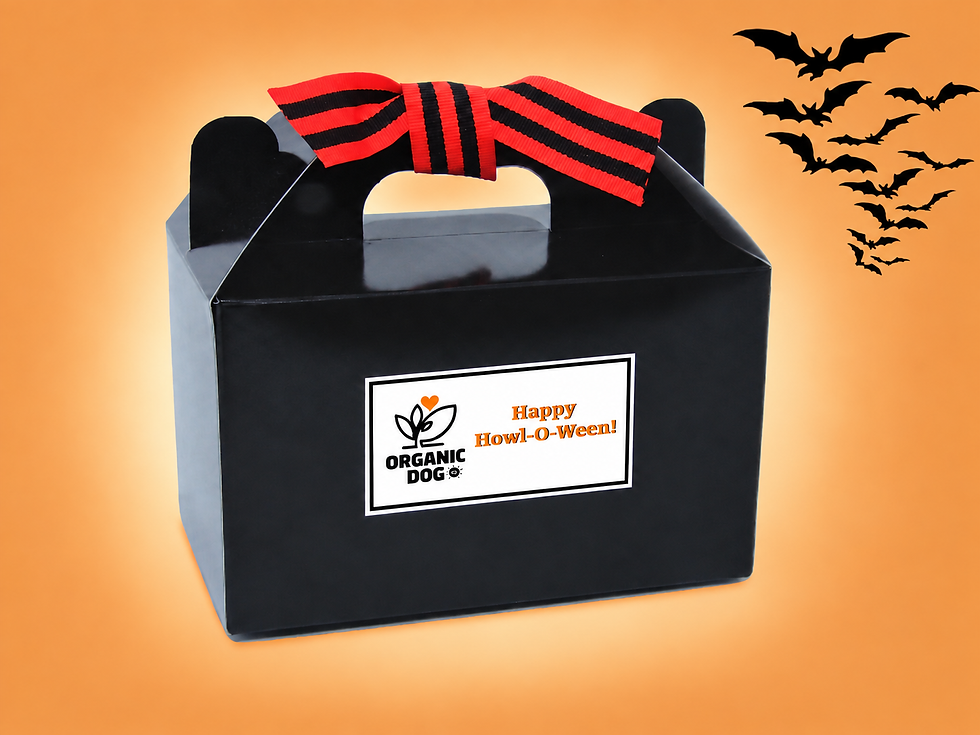 Black Organic Dog Halloween cookie gift box with striped ribbon on a warm orange background
