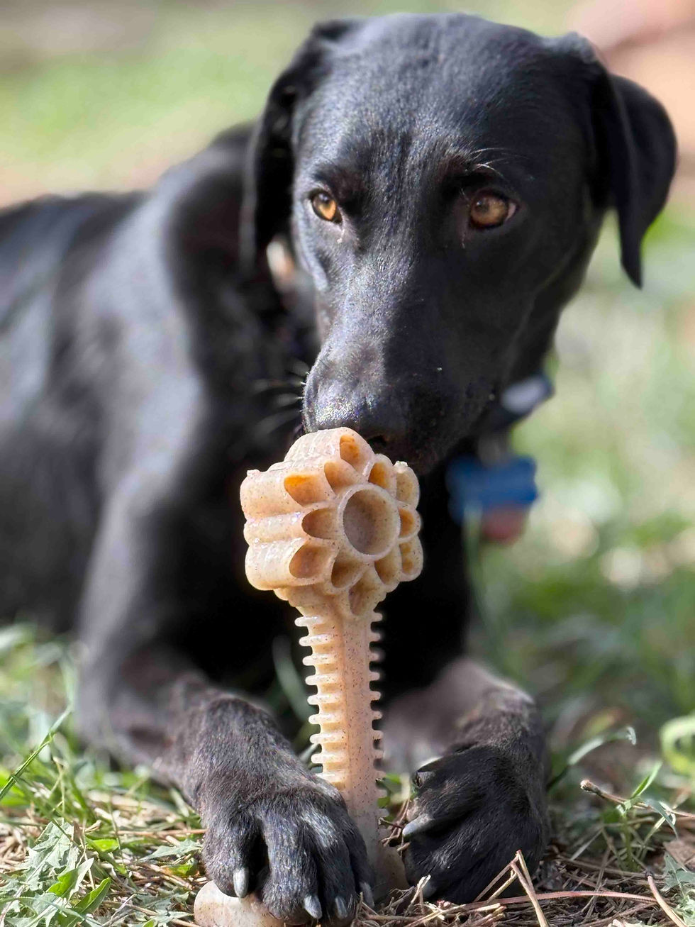 Thumbnail: Black dog chewing a flower shaped nylon enrichment toy while holding the base with both paws