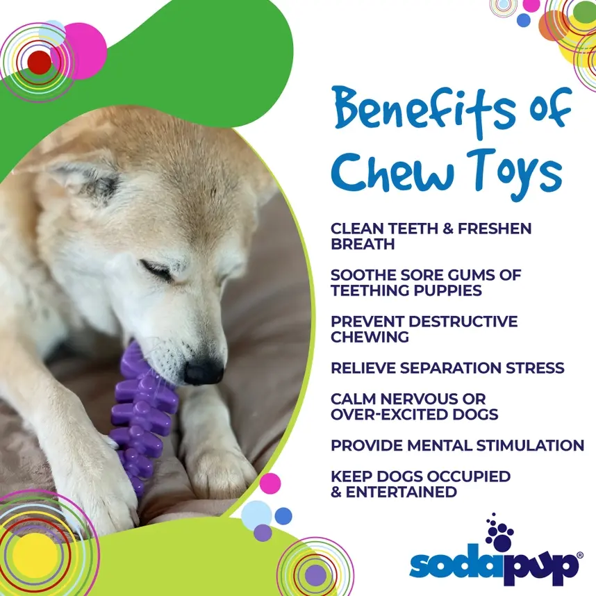 Dog chewing purple SodaPup chew toy indoors showing benefits of durable chew toys for dogs