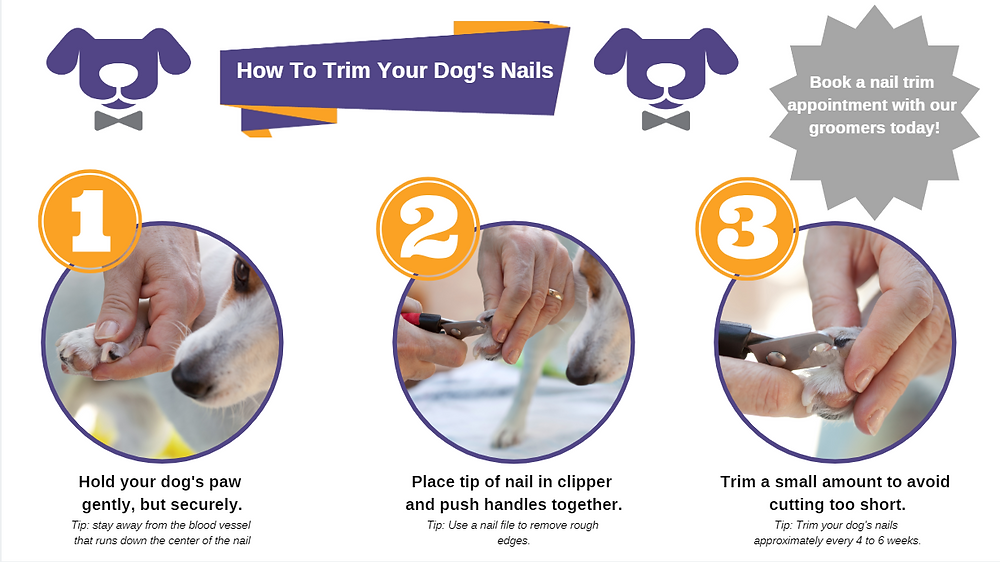 Dog Nail Trimming 101