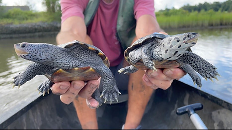 Two diamondback terrapins