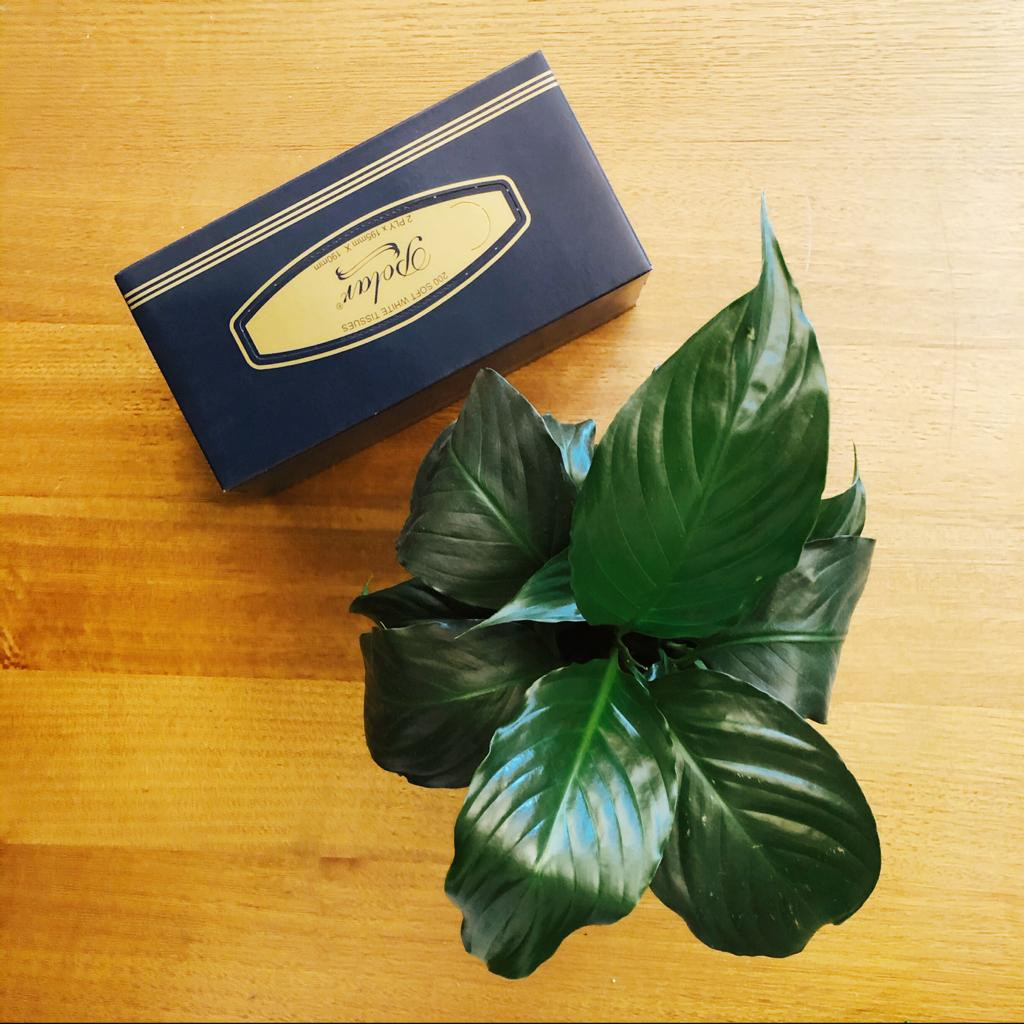 TISSUE BOX PACK 10 PACK