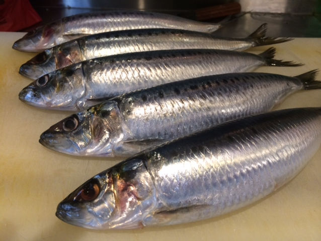 今シーズン最強のイワシ登場!