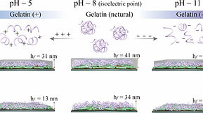 Gelatin Adsorption onto Cellulose Nanocrystals Surfaces at Different pH: A QCM-D Study