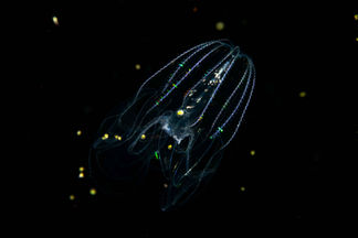 Moon jellyfish floating in dark ocean water.
