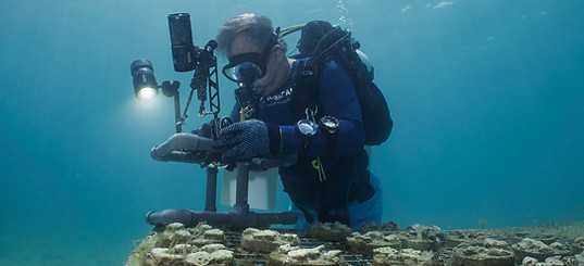 dubai reef.jpg