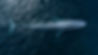 Blue Whale 4.jpg