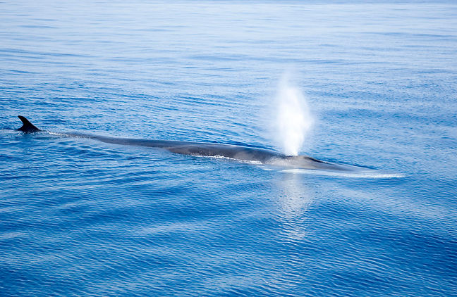 Fin Whale 2.jpg