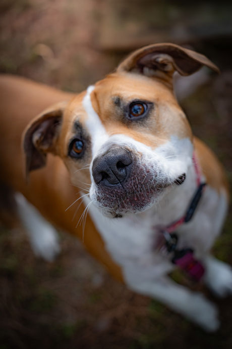 Cypress, TX family photography — close-up of a family dog’s face during an outdoor family photoshoot, capturing personality and connection. Photographed by Endearing Reflections, top family and lifestyle photographer in Cypress, Texas.