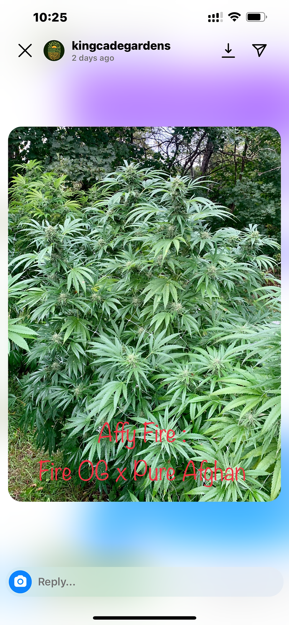 Miniatura: Sweet Skunk ( Afghani x Kentucky, RedHairSkunk)