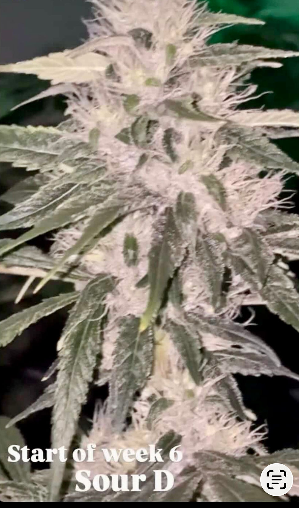Thumbnail: Sour Diesel  (original 30-year-old Albany  cut) 