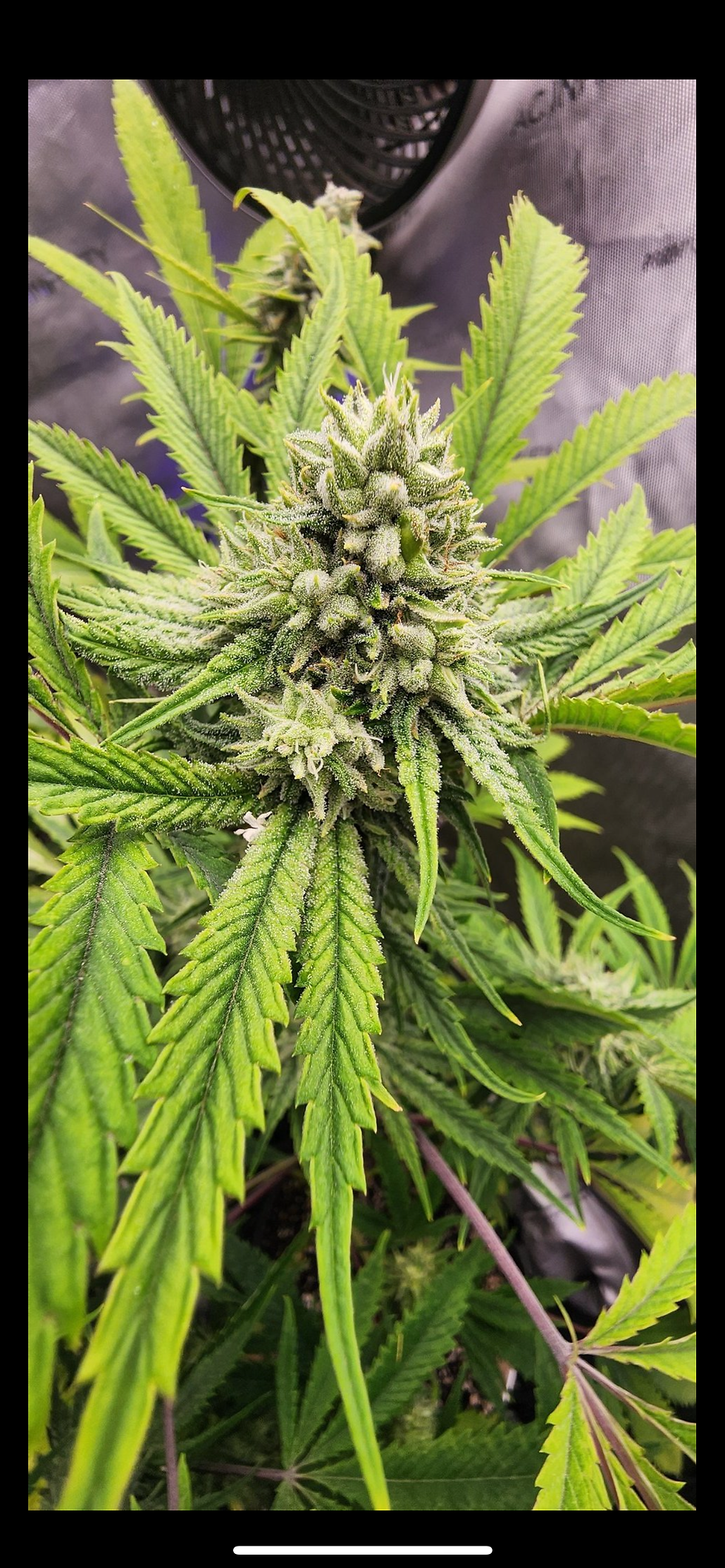Miniaturbild: Haley's Comet (Piff S1 -Rooted Clones)