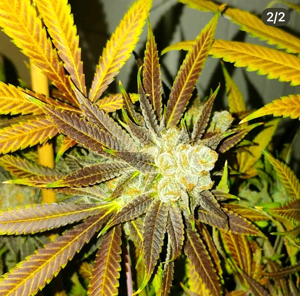 Orange Juice Jones #6 ( Rooted Clones)