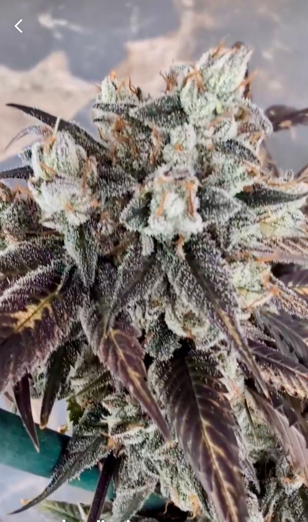 Miniatura: Death Star (Ohio cut) 2004 clone only
