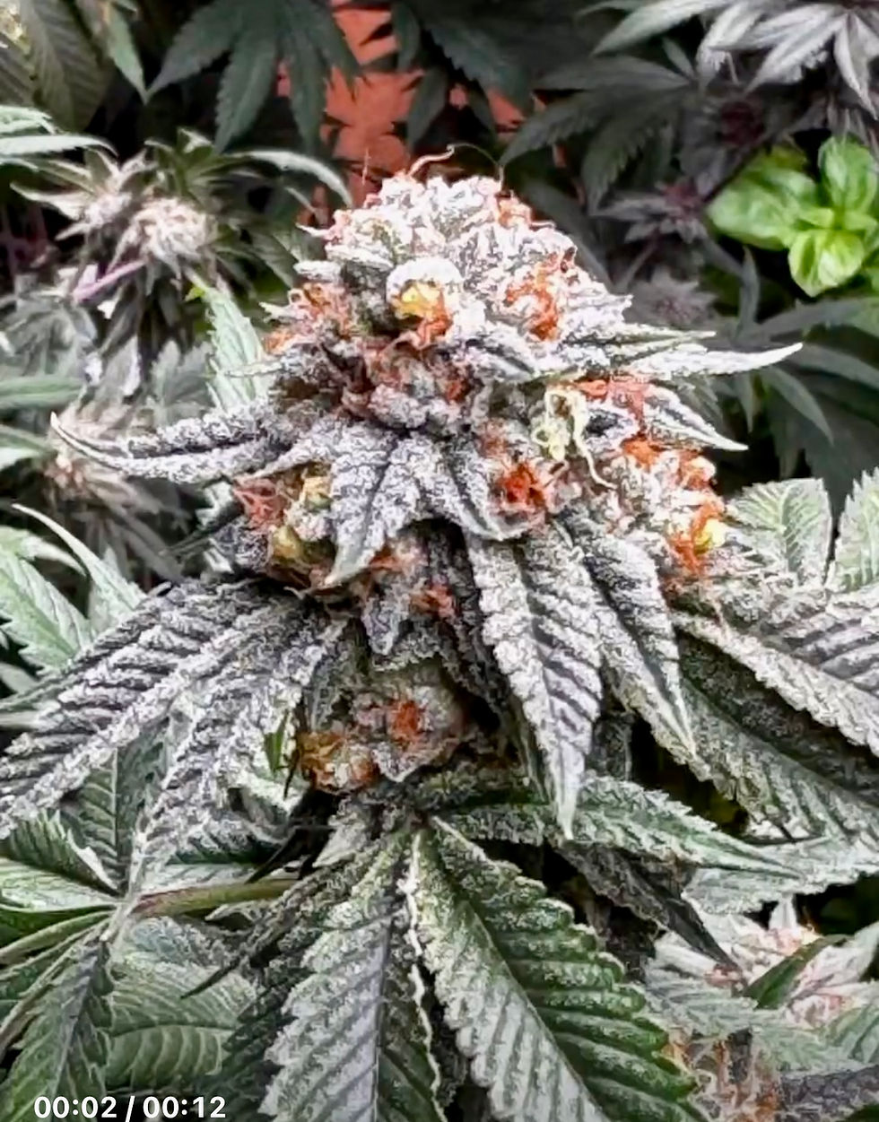 Thumbnail: 96 OG Kush - Ghost Cut-    Verified by Josh D