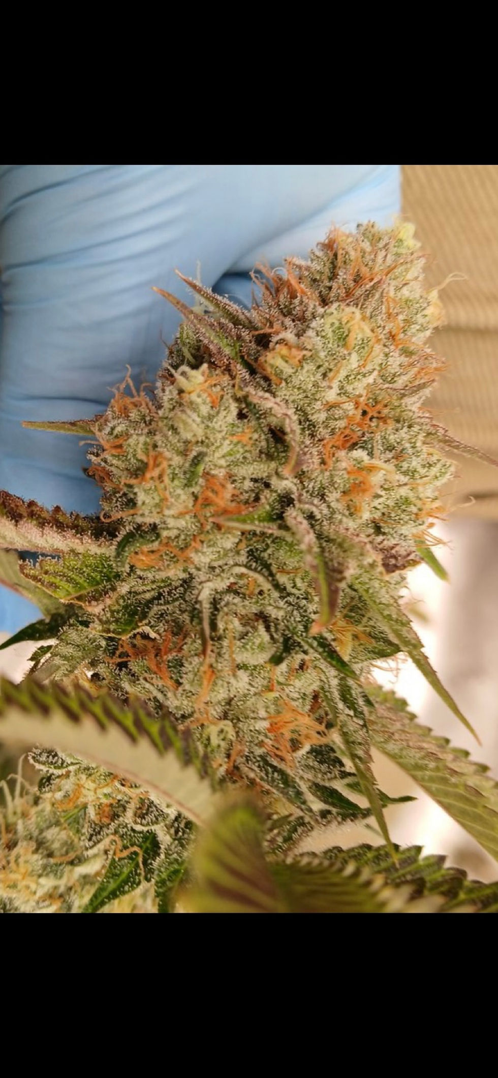 Miniatura: 92 OG Kush  BX1 #a