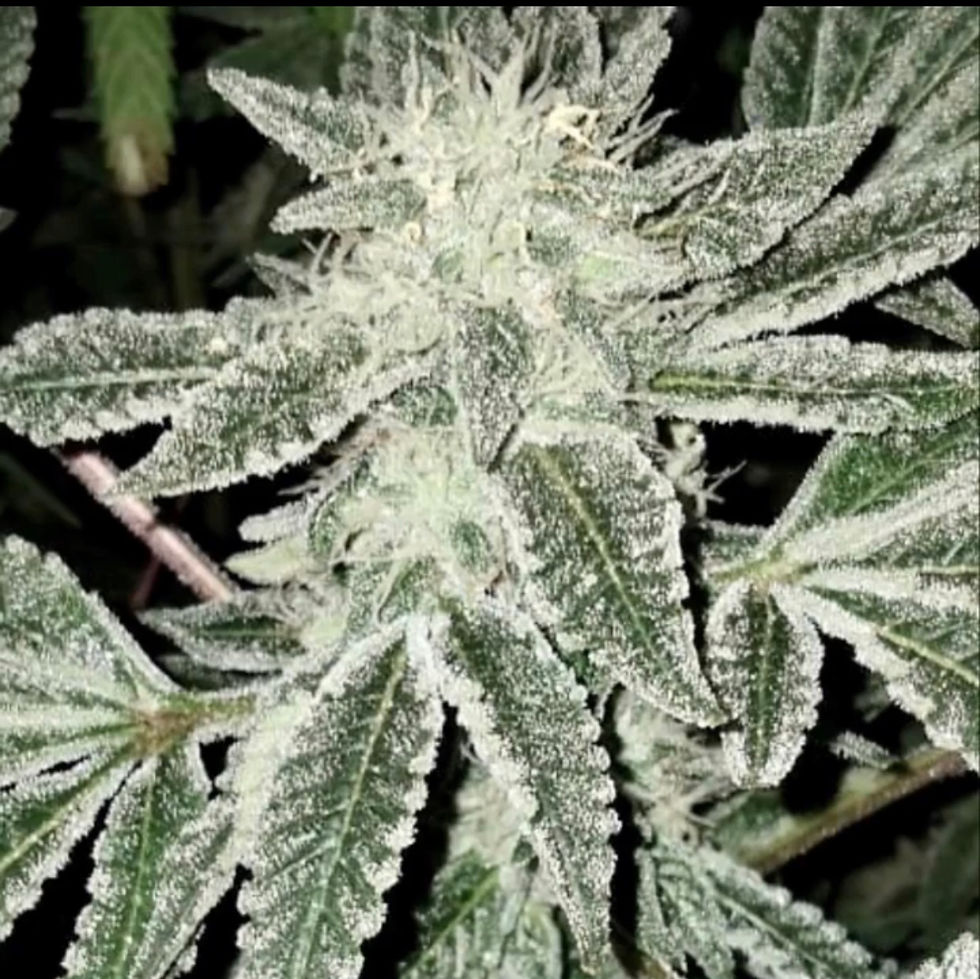 Thumbnail: Skunk Piss -(SEEDS)