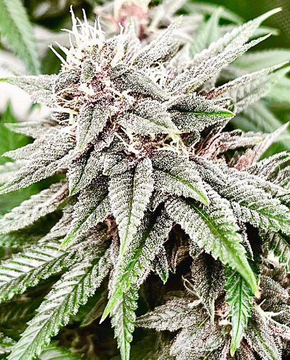 Thumbnail: Super Silver Haze Catpiss BX3 
