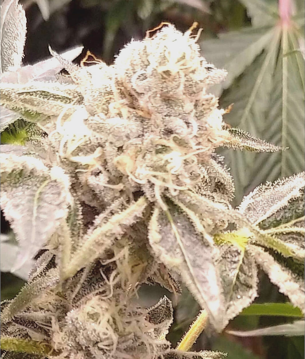 Wedding Cake (Original Cut)