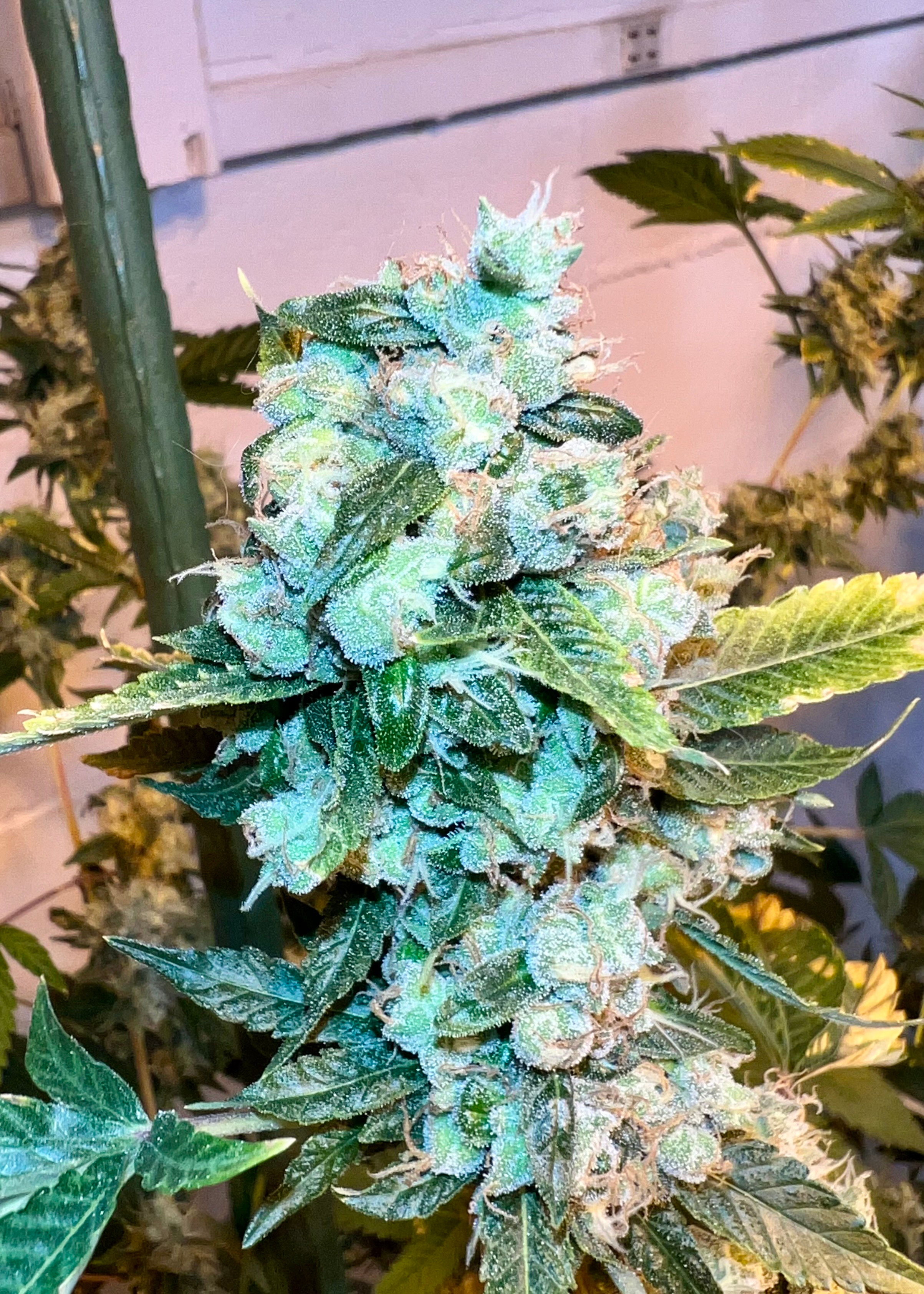 LoompasHeadbandx(ShorelineXAbove & Beyond)Shoreline leaning Male(SEEDS)#B.1
