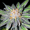 Miniaturbild: Purple Kush SR71 x Grape Stomper BX1 (SEEDS)#V