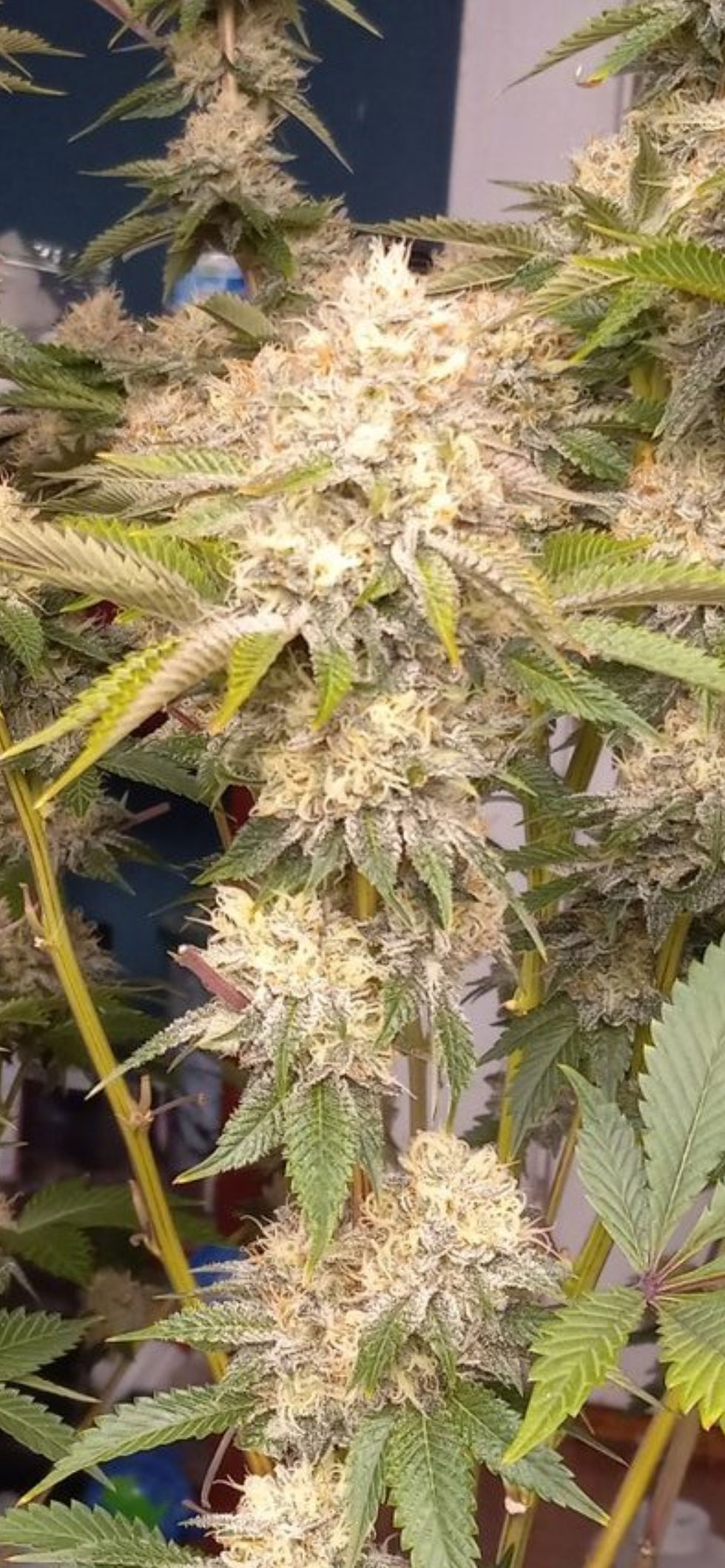 Thumbnail: 92 OG Kush  BX1 #a