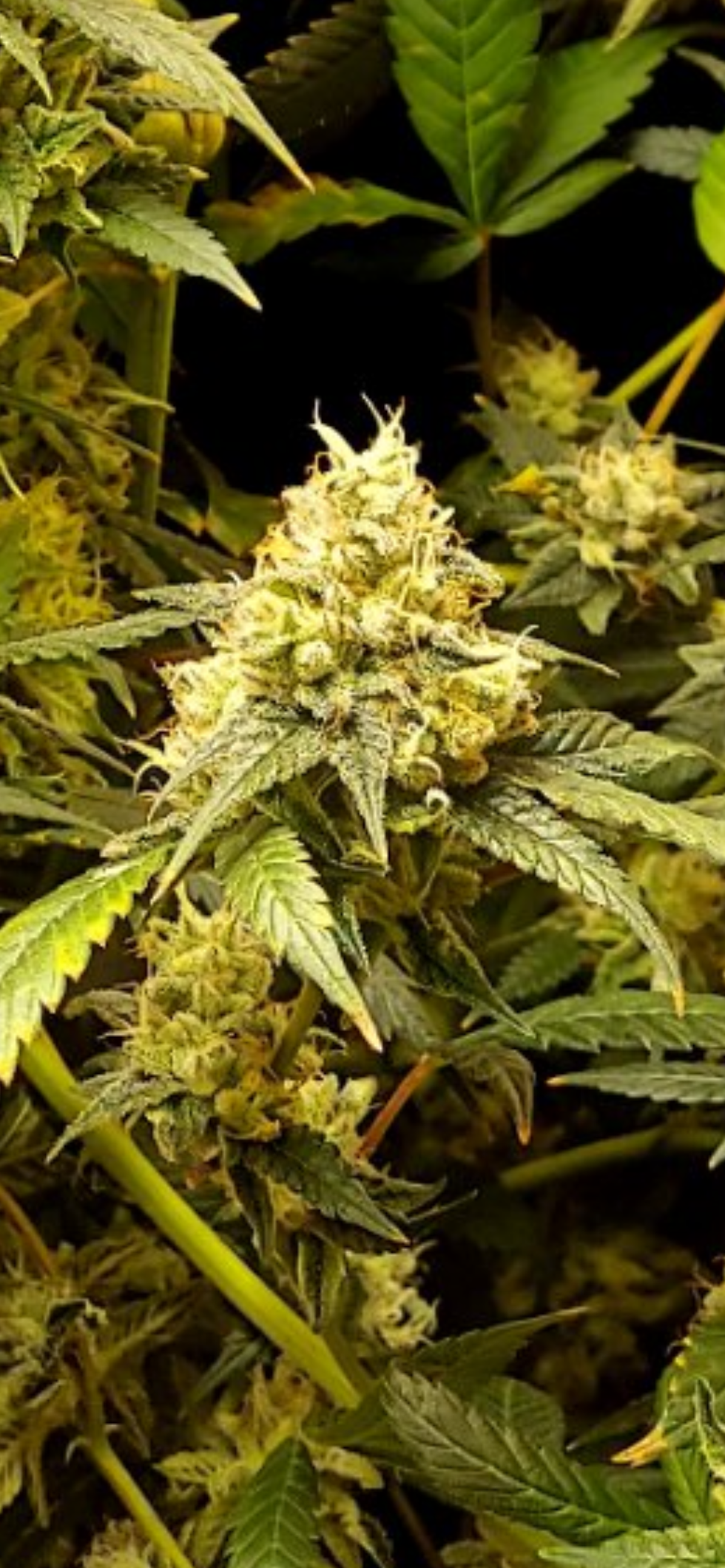Miniatura: Day Wrecker - Diesel x Dogwalker OG BX1