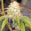 Thumbnail: 92 OG Kush  BX1 #a