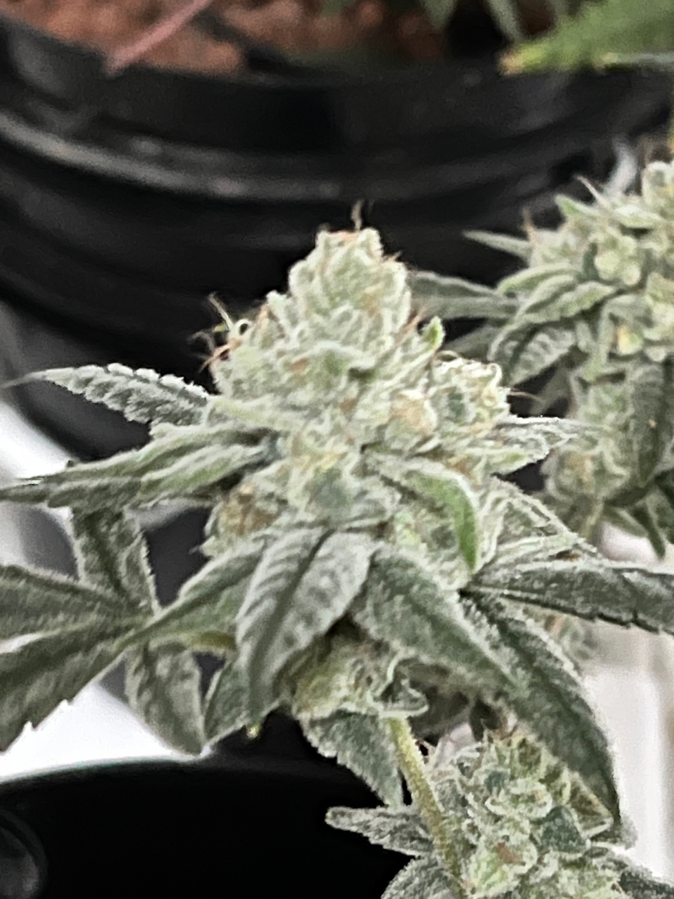 Thumbnail: P22 -(P91 x Super Silver Haze Catipss BX2)