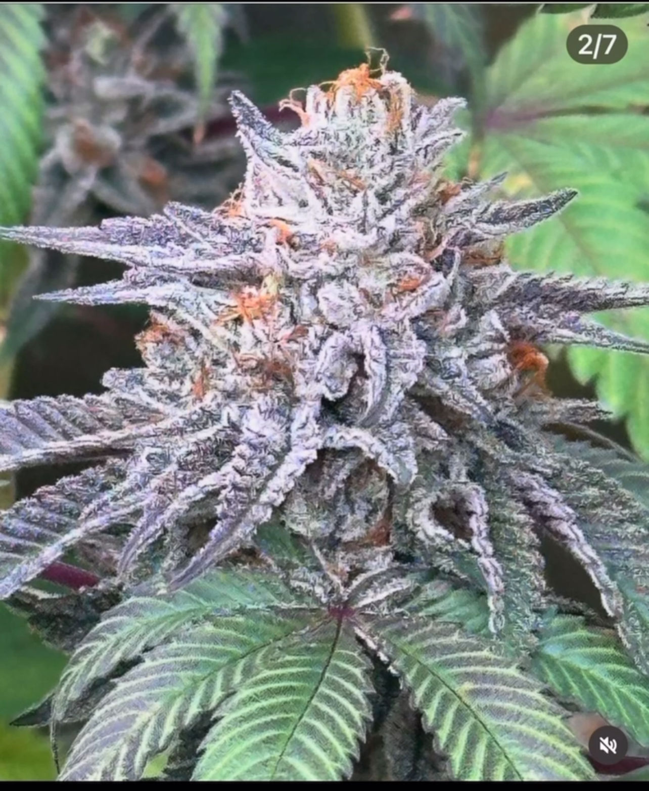 Dumpster Mints-(SEEDS)