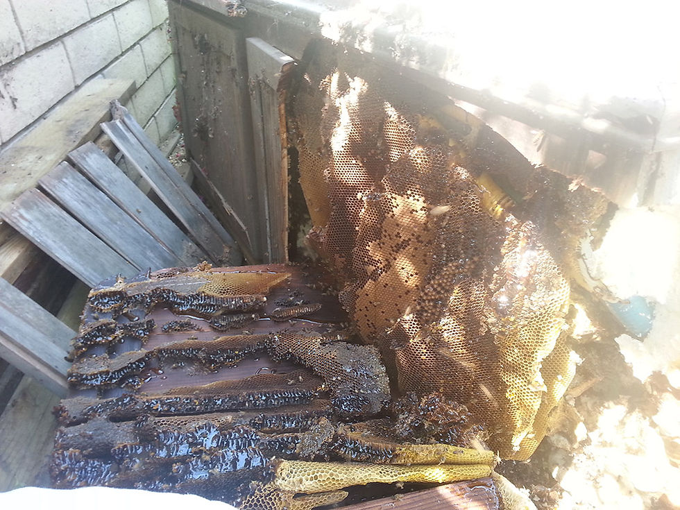 Bee Hive Removal